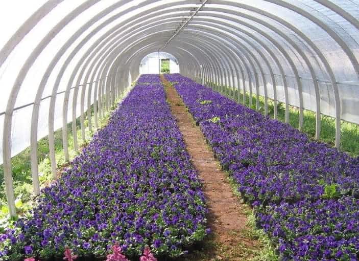 空氣源熱泵供暖效果驚人，花卉溫室節(jié)能30-40%